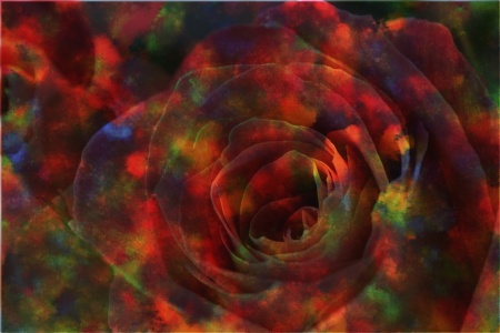 rosemulticolorbasicpantingmotionblur8-21-11.jpg